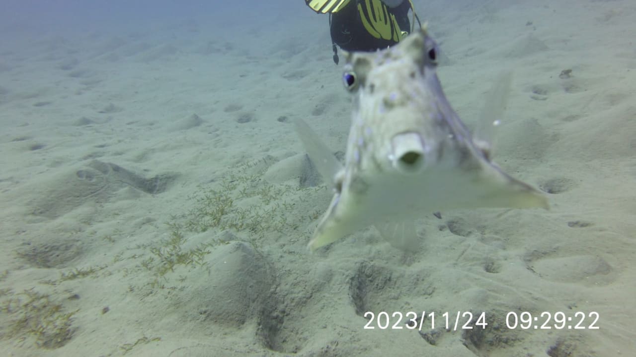 Sonstiges Malikia Resort Abu Dabbab