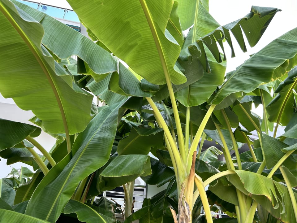 Gartenanlage Side Star Elegance