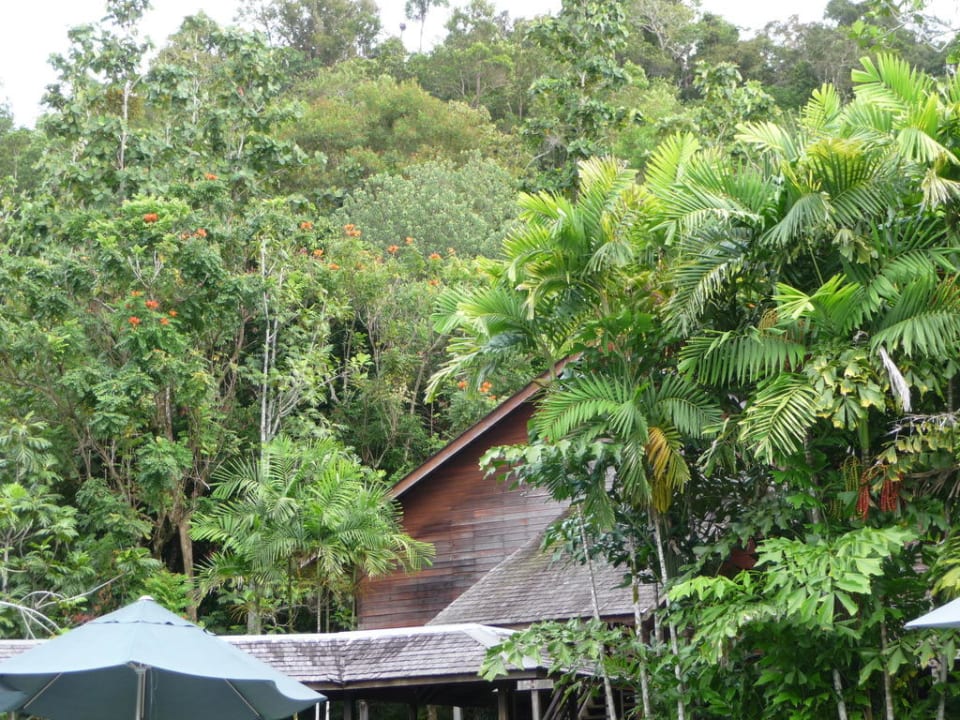 Blick vom Pool aus auf Langhaus Aiman Batang Ai Resort & Retreat