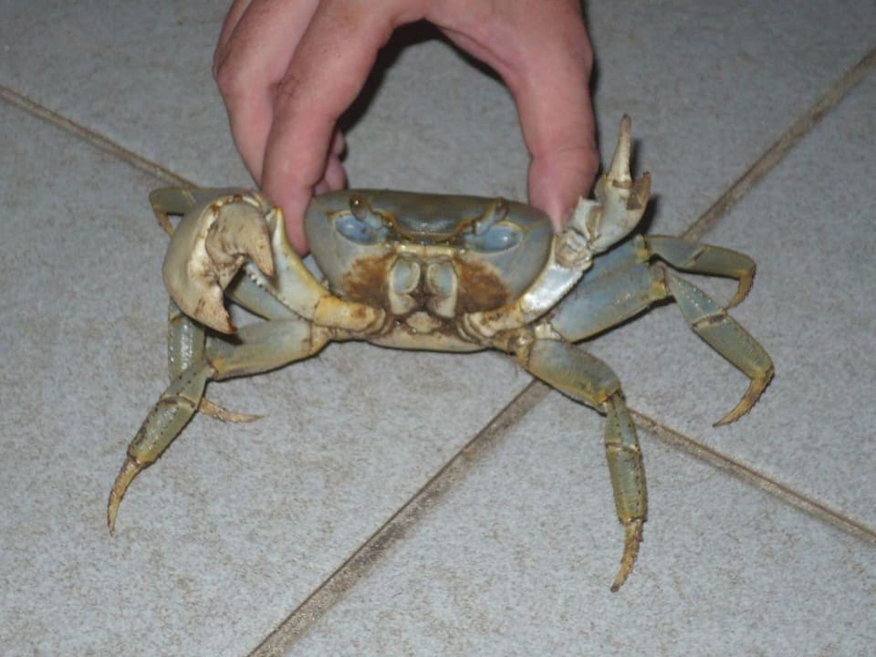 Riesenkrabbe Muthu Playa Varadero