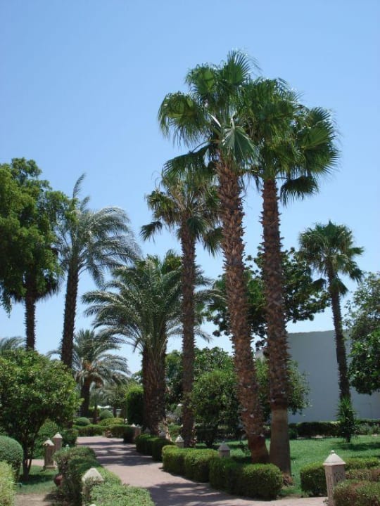 Gartenanlage Lotus Bay Beach Resort