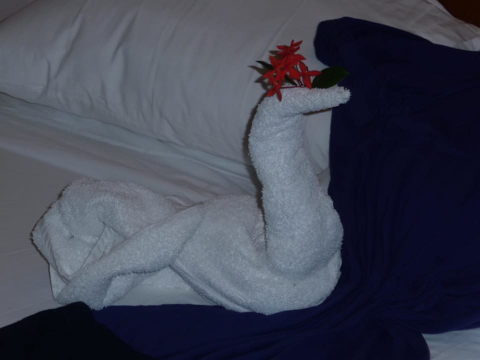 Ein schönes Bett Tier Marien Puerto Plata