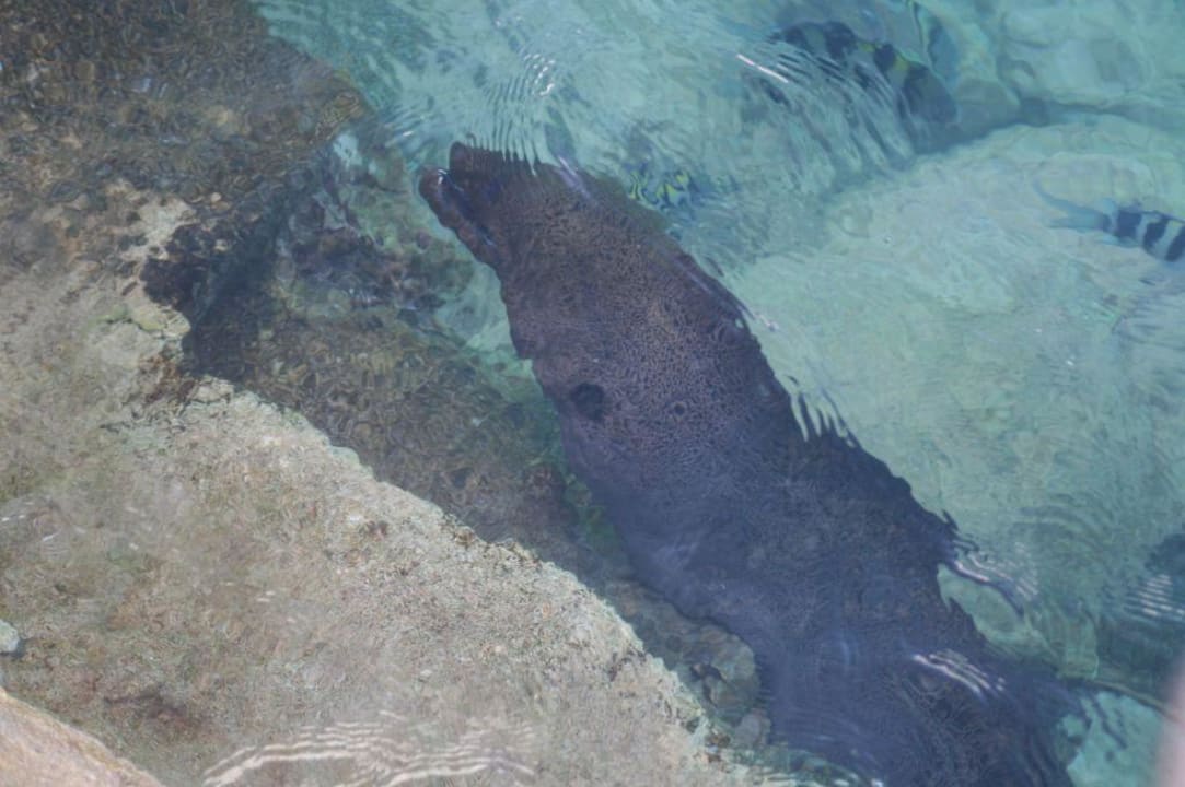 Eine Muräne will auch was von Fisch Summer Island Maldives