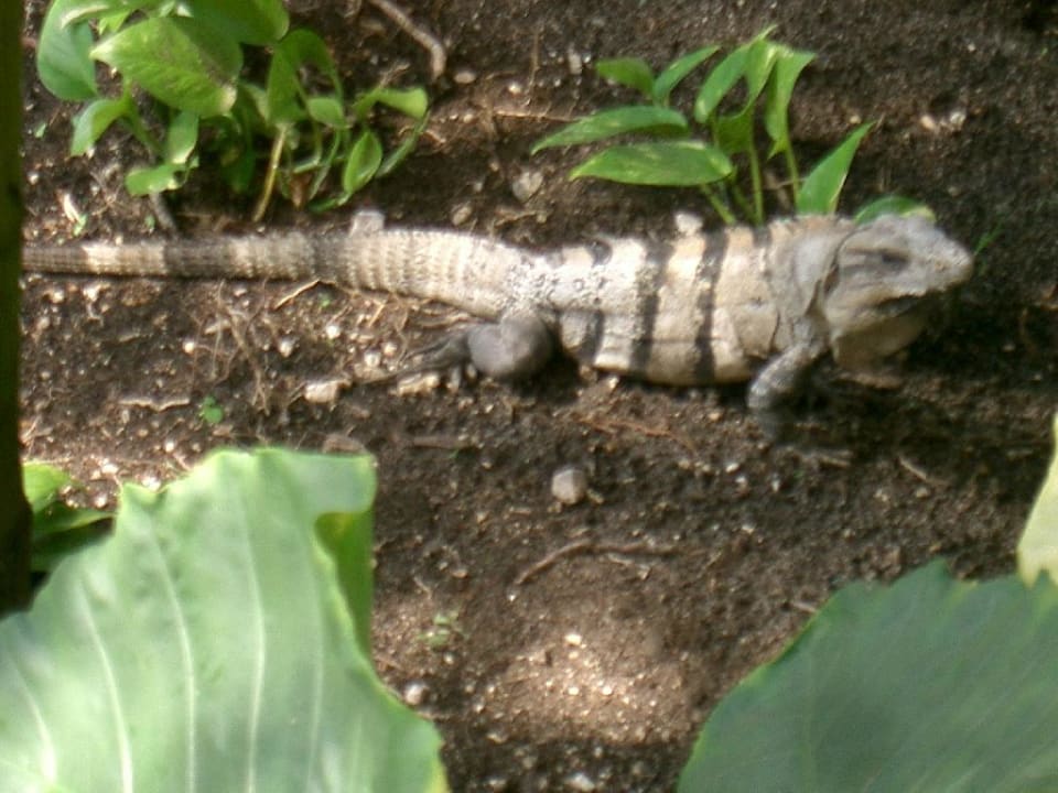 Leguan am Haus Bahia Principe Grand Tulum