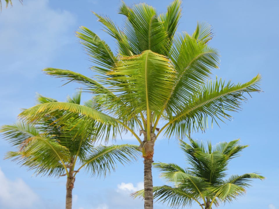 Strand -Palmen Secrets Royal Beach Punta Cana - Adults only