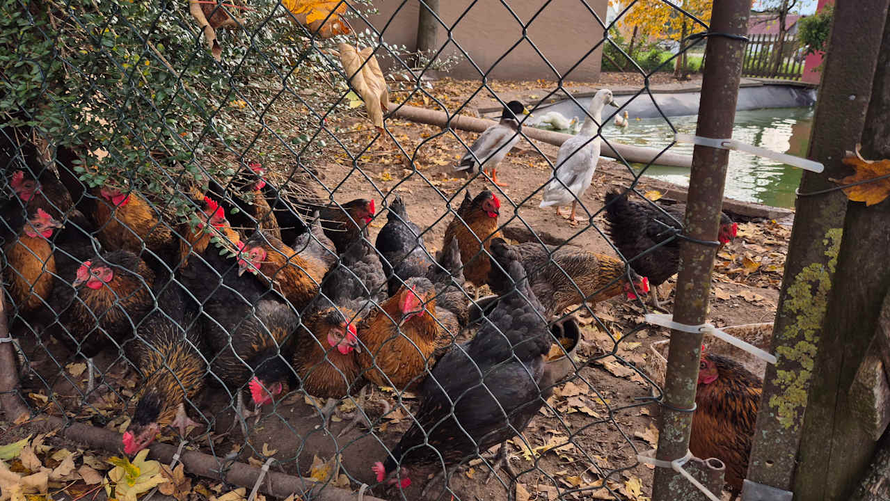 Sonstiges Ferienhof Hahn