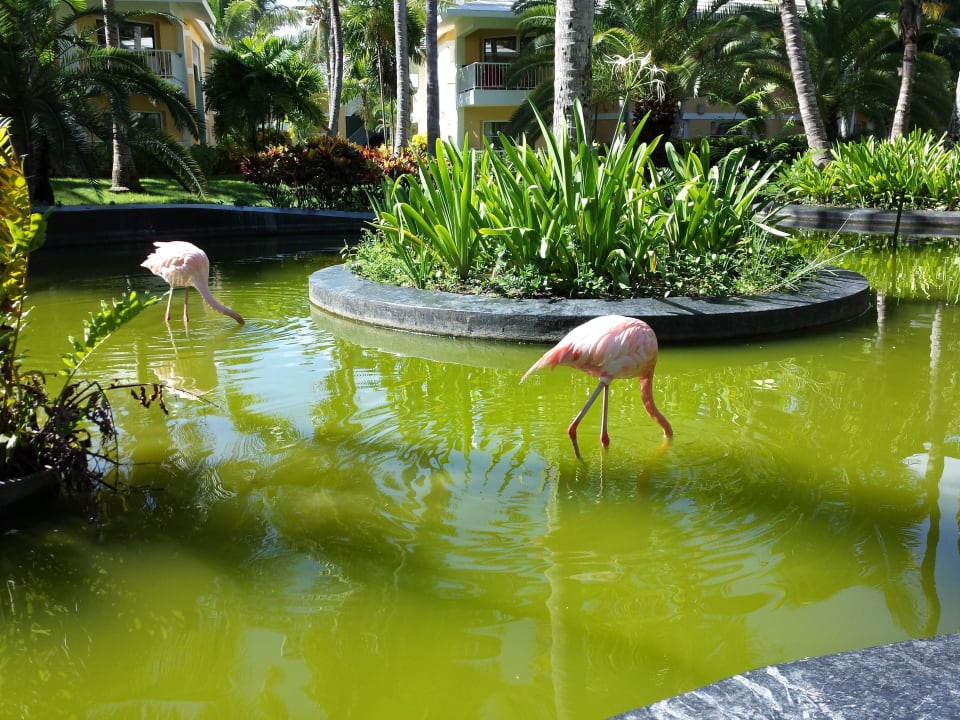 Teich auf dem Weg zum Strand Grand Palladium Select Bávaro Resort & Spa