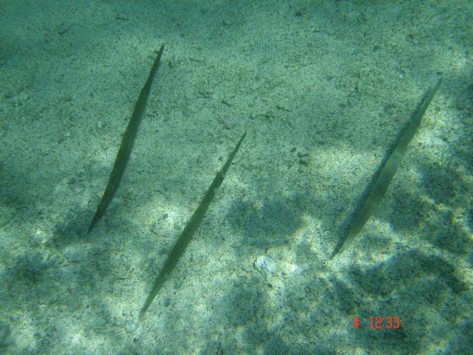 Fische am Hausriff Pensée Royal Garden Beach Resort