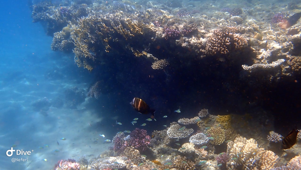 Sport & Freizeit  Shams Alam Beach Resort