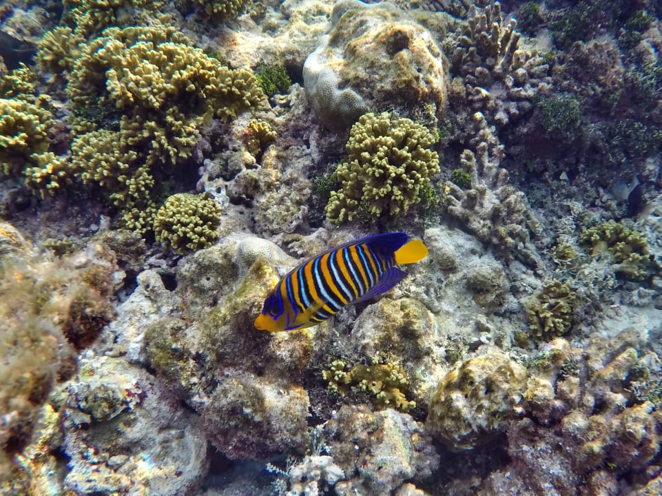 Pfauen - Kaiserfisch NH Collection Maldives Havodda Resort