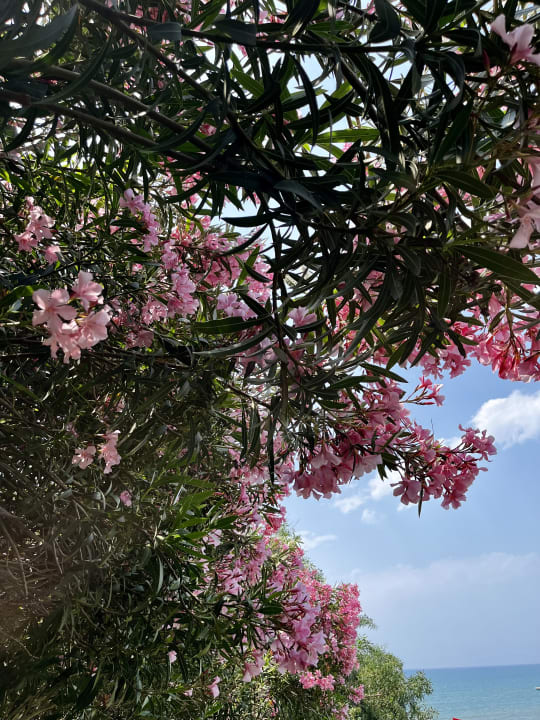 Gartenanlage Can Garden Resort