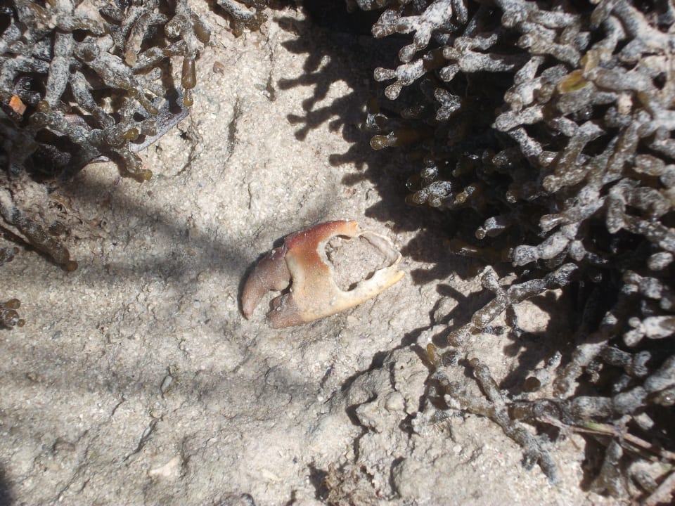 Krabbe Hotel Papillon Lagoon Reef