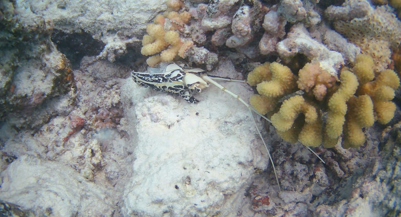 Sonstiges Summer Island Maldives