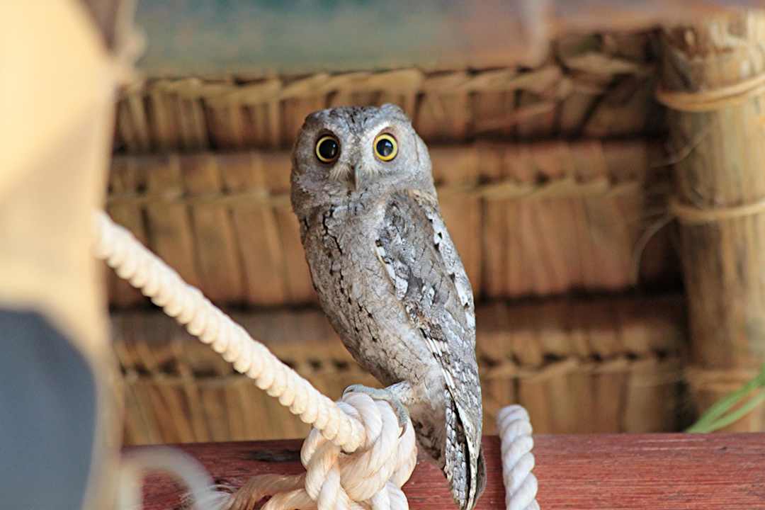 Ungewöhnlicher Besucher  Hotel Ndololo Safari Camp