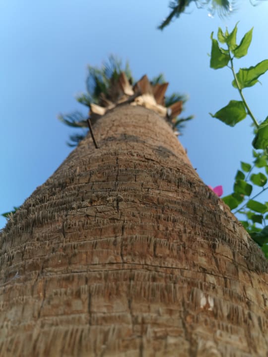 Gartenanlage Giftun Azur Resort