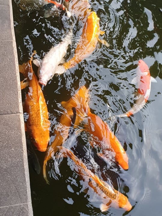 Sonstiges Hotel Hyatt Regency Yogyakarta