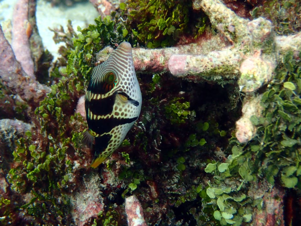 Sonstiges Thulhagiri Island Resort