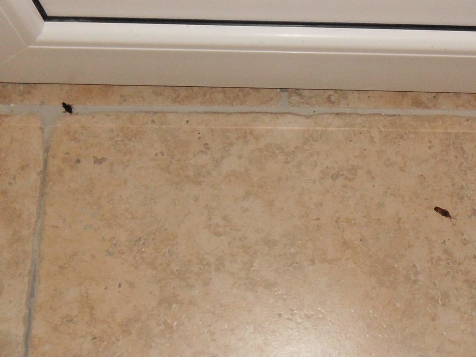 Kakalaken zu Besuch  Seehotel Europa