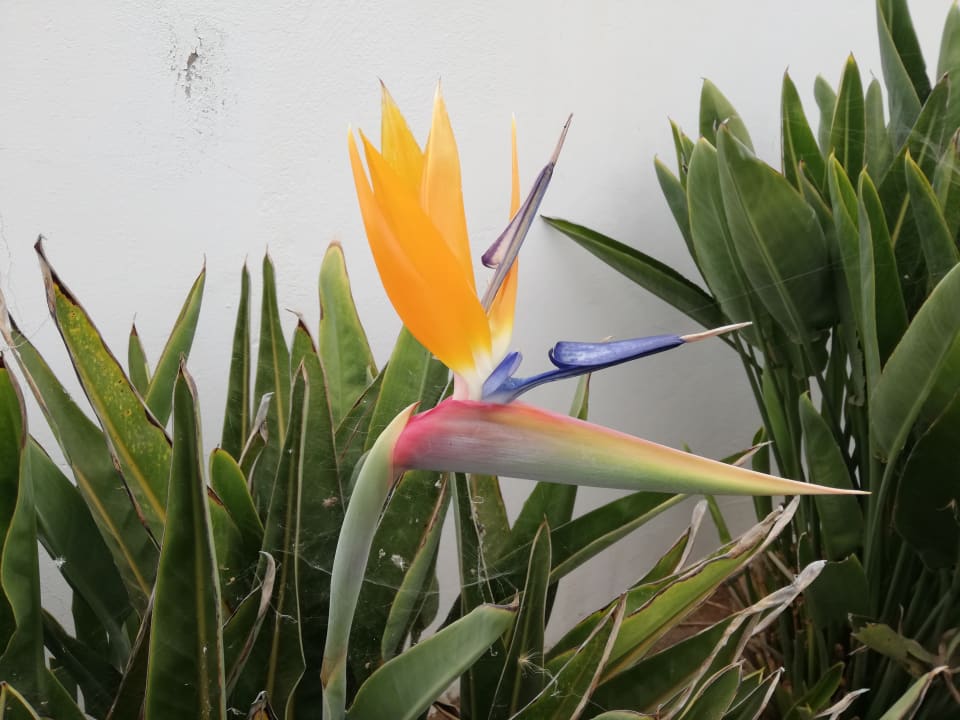 Gartenanlage LABRANDA Marieta - Adults only