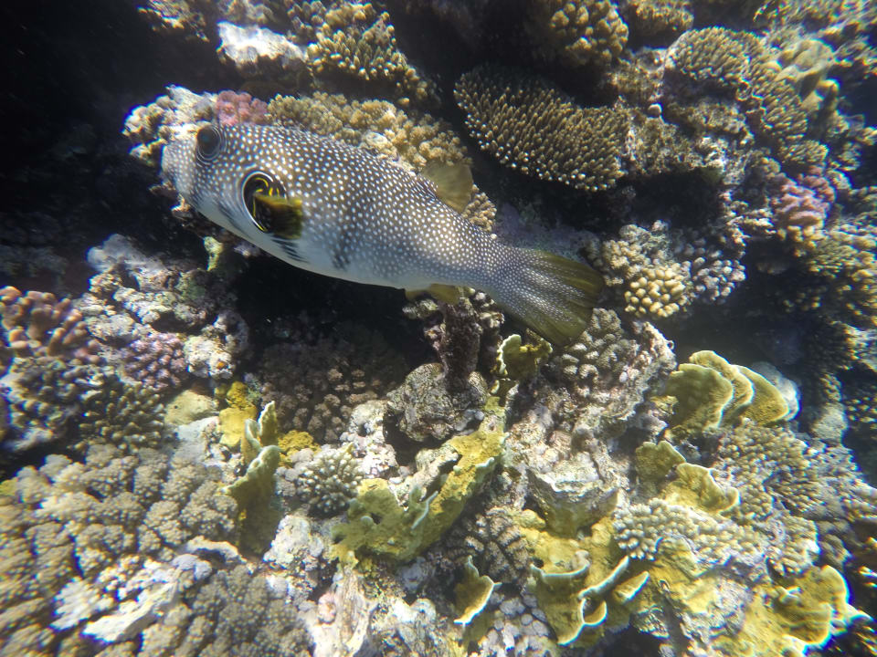 Strand Parrotel Beach Resort