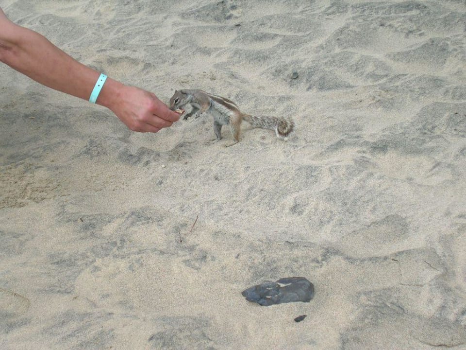 Strand Occidental Jandía Mar