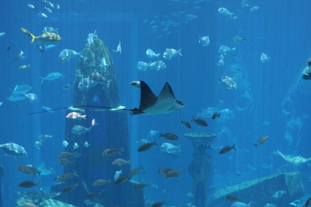 Lost Chambers Atlantis, The Palm