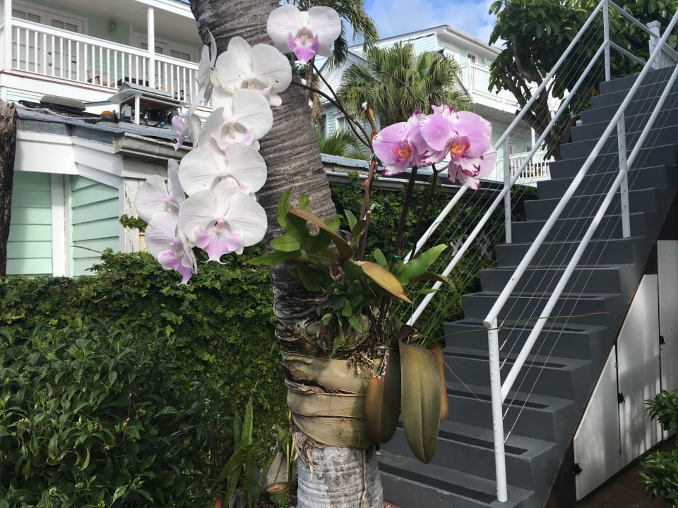 Gartenanlage The Casablanca Hotel