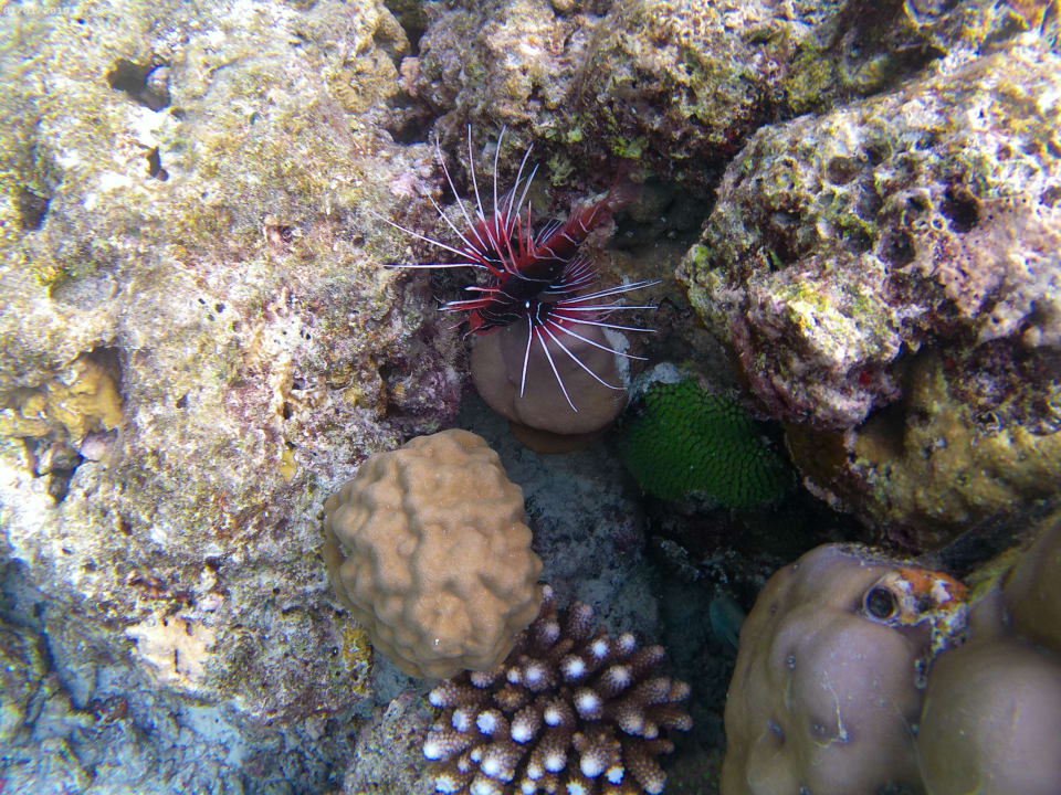 Sport & Freizeit NH Collection Maldives Reethi Resort