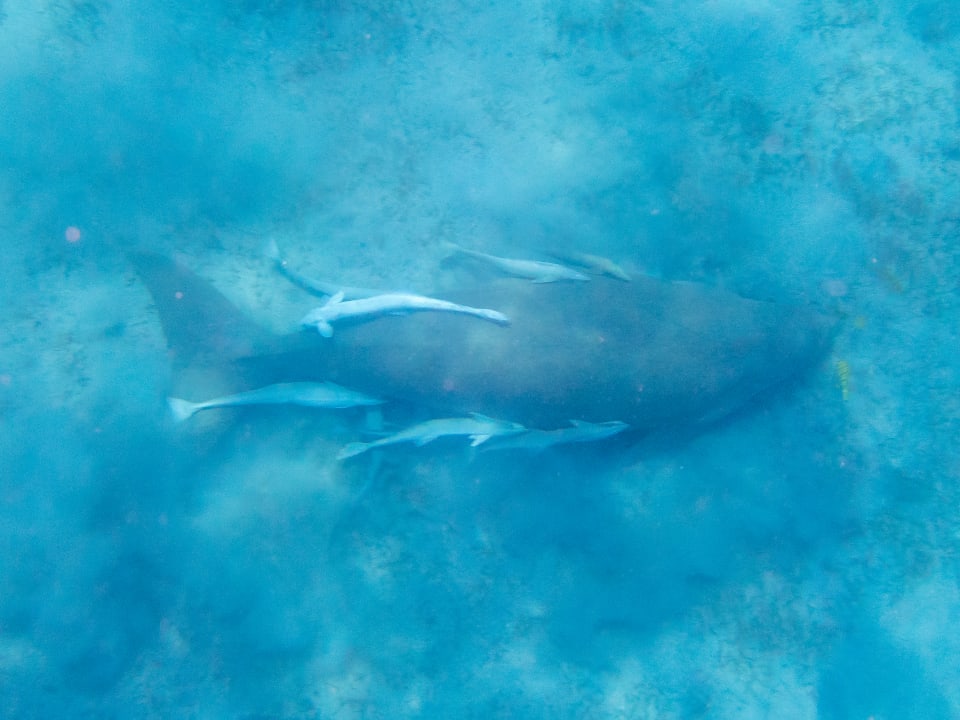 Sport & Freizeit Steigenberger Coraya Beach - Adults only