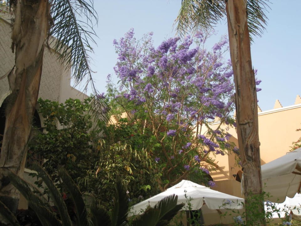 Überall Blumen Makadi Palace