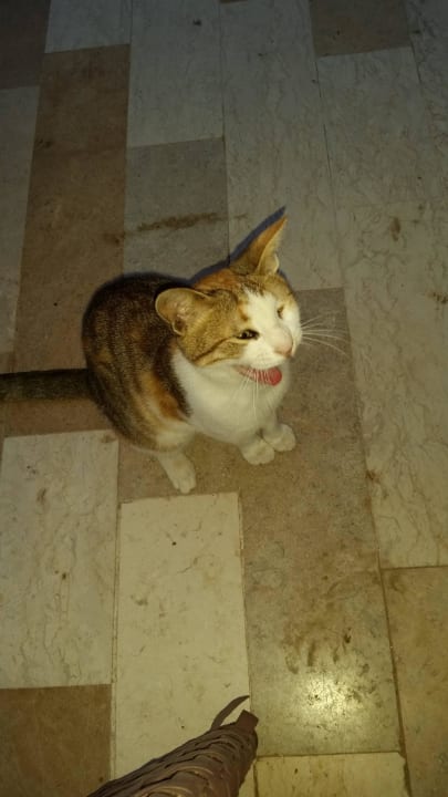 Vienna Katze Makadi Spa - Adults only