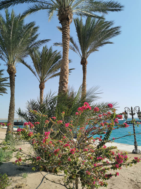 Strand Palm Royale Resort - Soma Bay