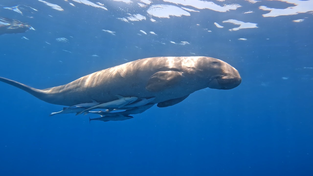 Sport & Freizeit Lazuli Hotel Marsa Alam
