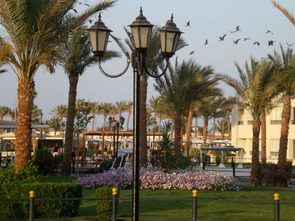 Abendstimmung Anlage Dana Beach Pickalbatros Dana Beach Resort - Hurghada