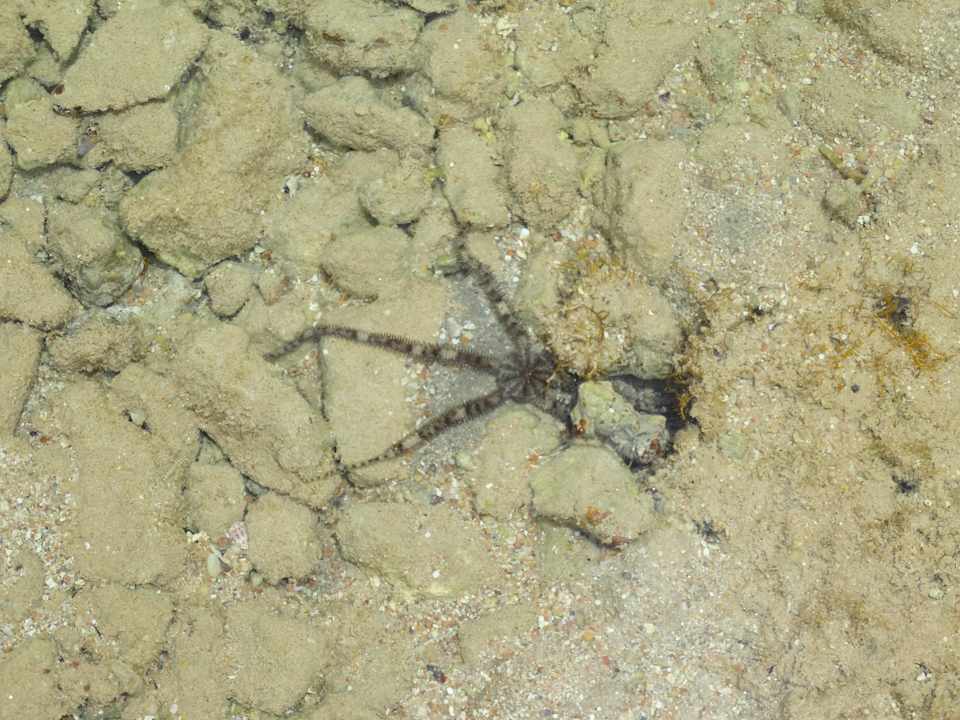 3 пляж Pickalbatros Citadel Resort