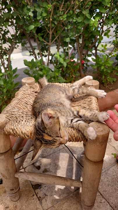 Sonstiges Aydinbey Kings Palace & Spa