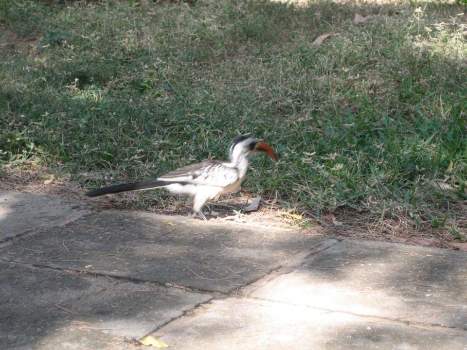 Red-Billed Hornbill Hotel Senegambia Beach
