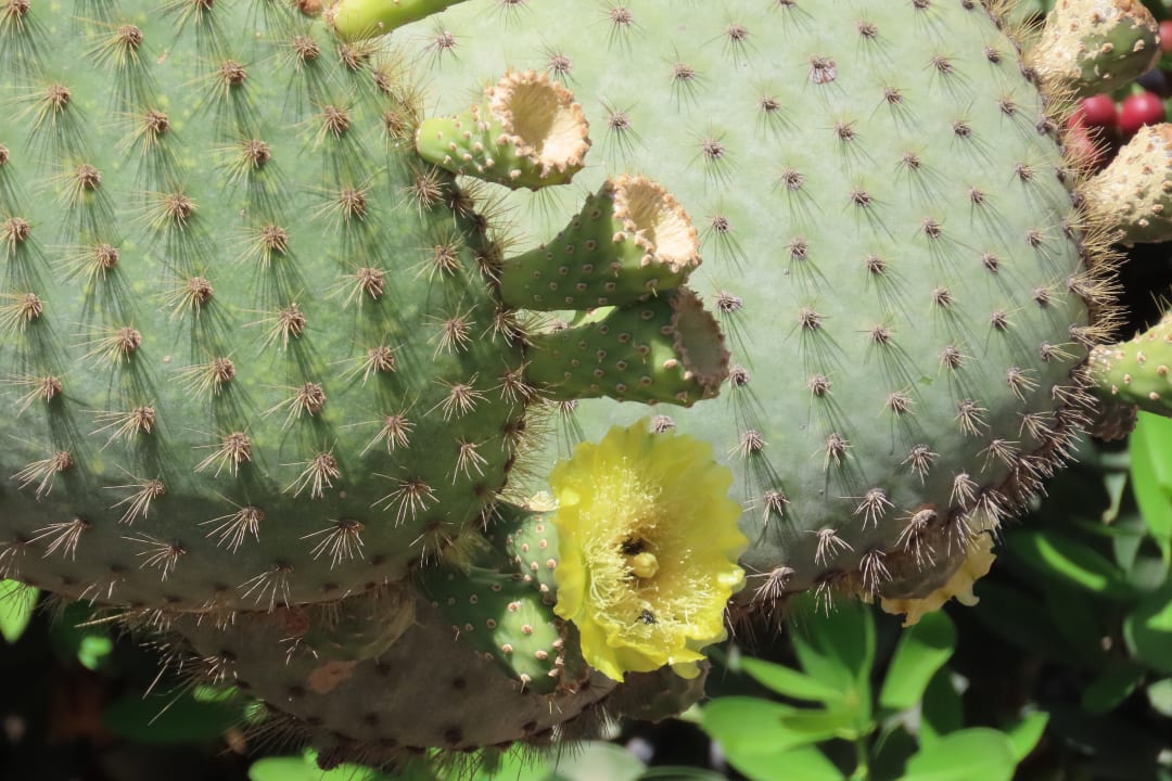 Gartenanlage Bull Costa Canaria & Spa - Adults only