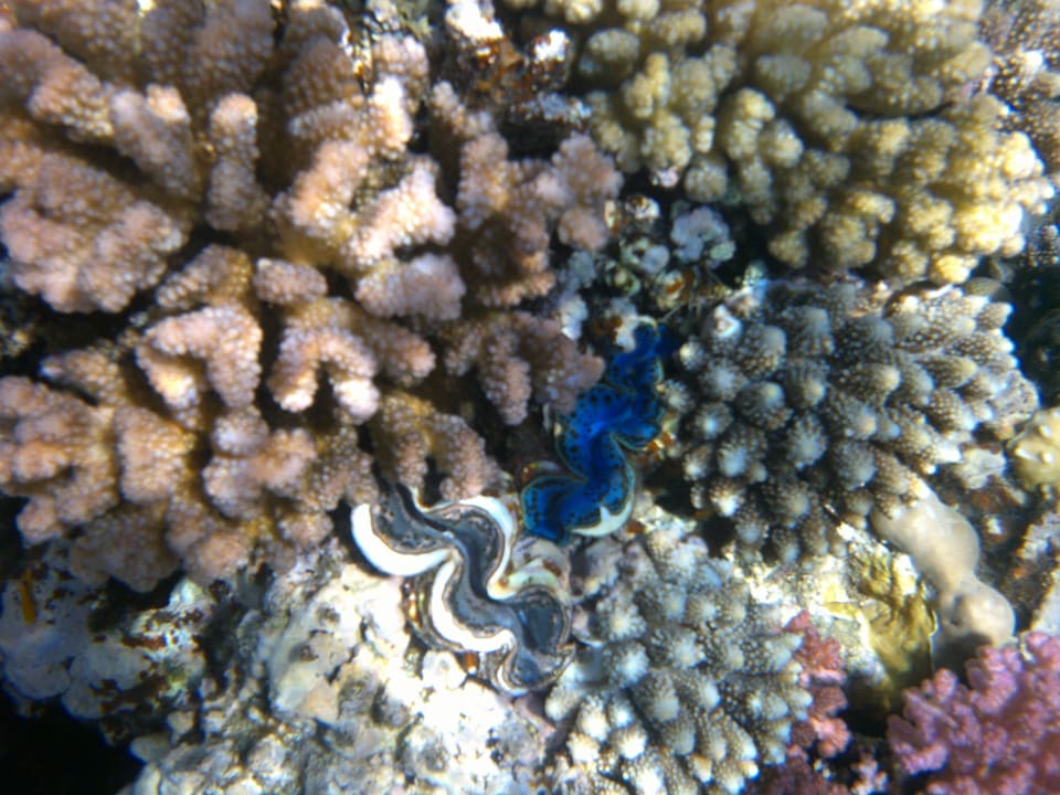 Strand Makadi Spa - Adults only