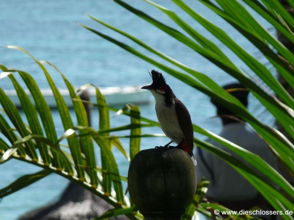 Vogel Veranda Palmar Beach Hotel