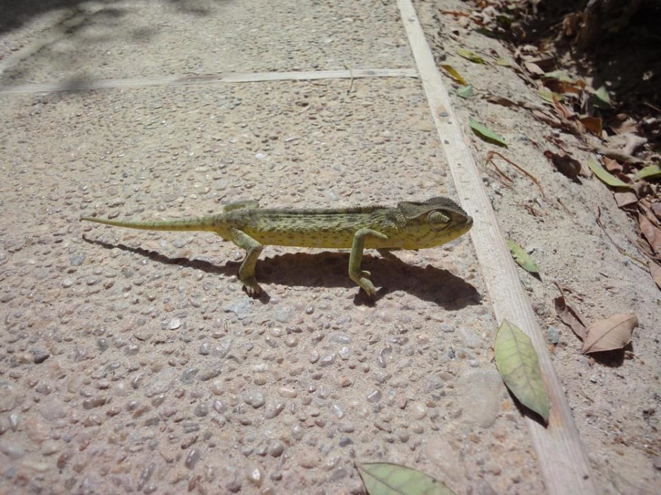 Chaméleon Hotel Sangho Club Zarzis