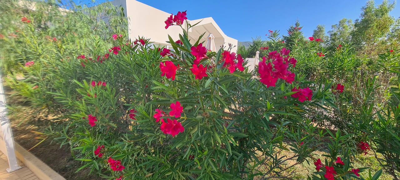 Gartenanlage Sandy Villas Resort