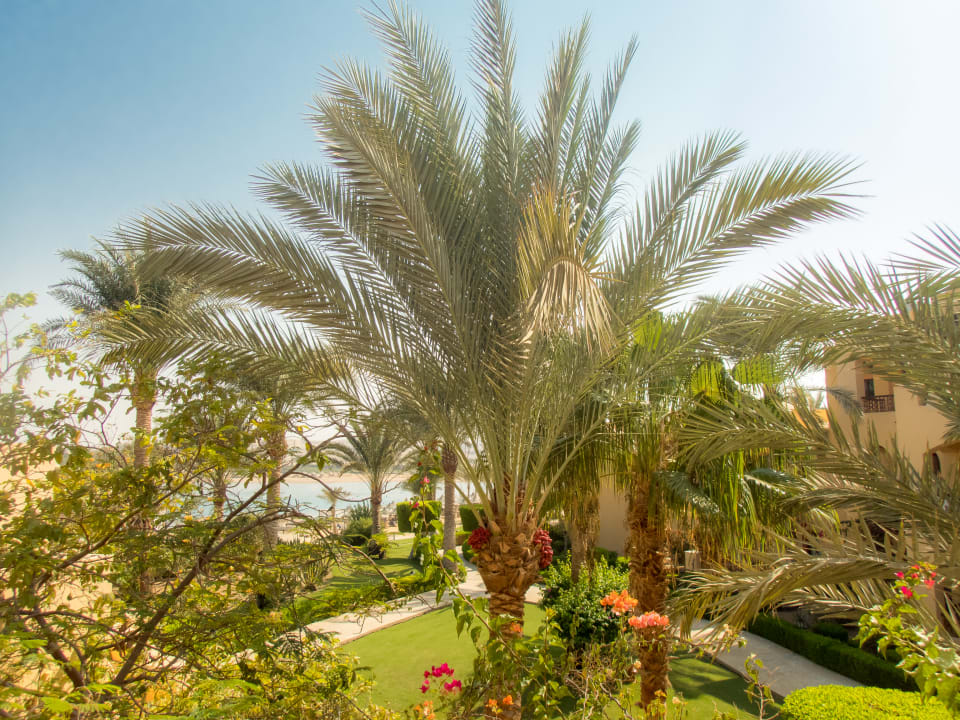 Gartenanlage Steigenberger Coraya Beach - Adults only