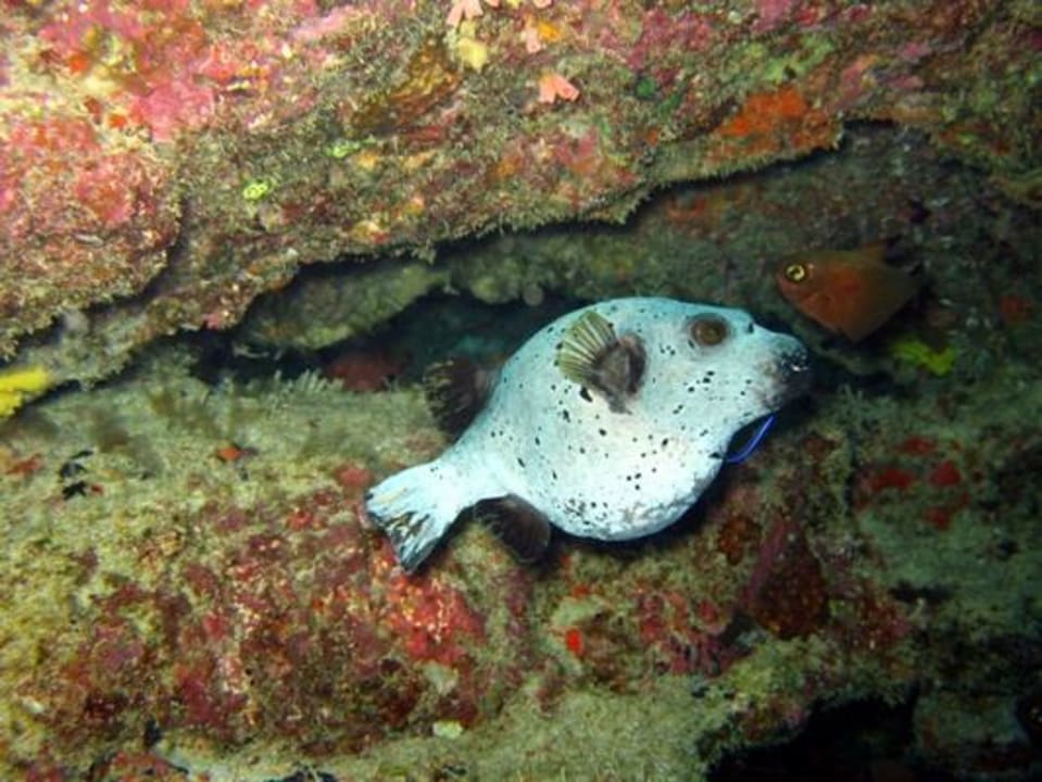 Unterwasser - Bootstauchgang NH Collection Maldives Reethi Resort