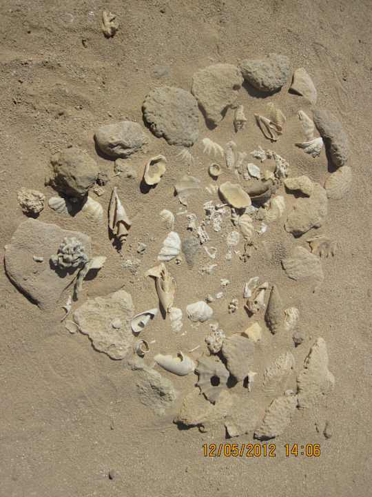  mušle SUNRISE Cardina Resort