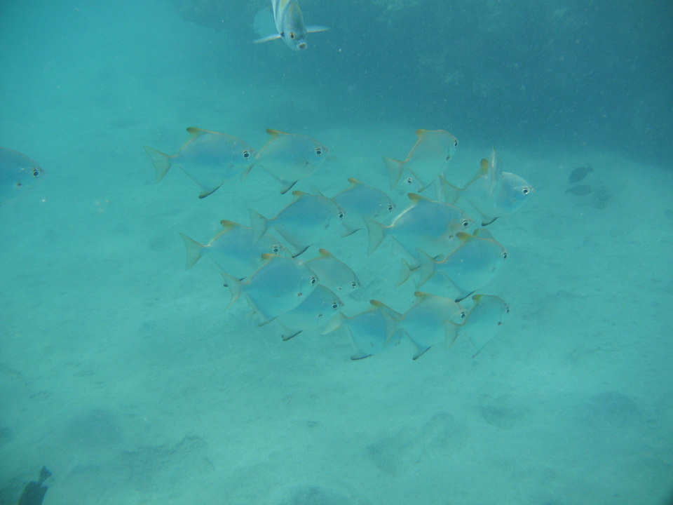 Schnorcheln Brayka Bay Resort