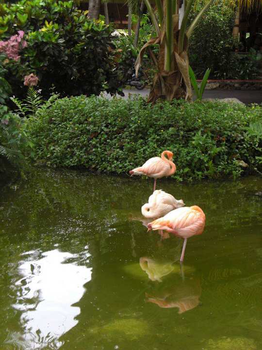 Teich vor Lobby Grand Palladium Select Bávaro Resort & Spa