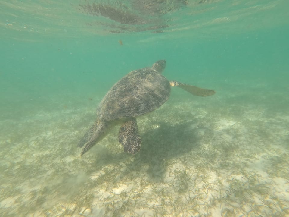 Strand Three Corners Fayrouz Plaza Beach Resort