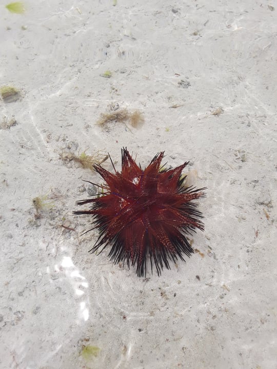 Strand Royal Zanzibar Beach Resort