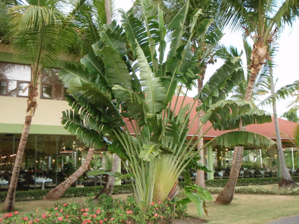 Viel Grünes in der Anlage Hotel Grand Palladium Palace Resort, Spa & Casino